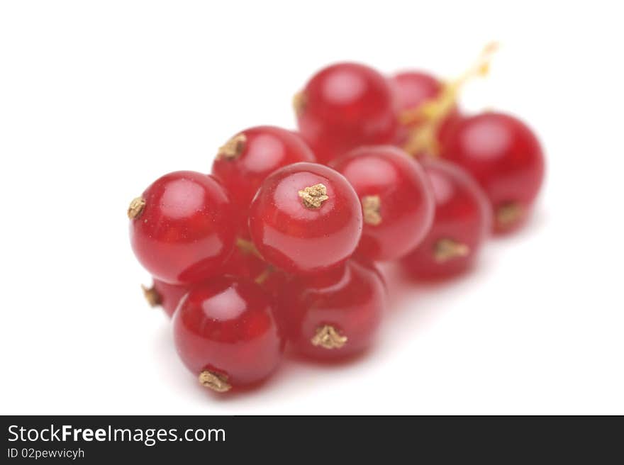 Red currant