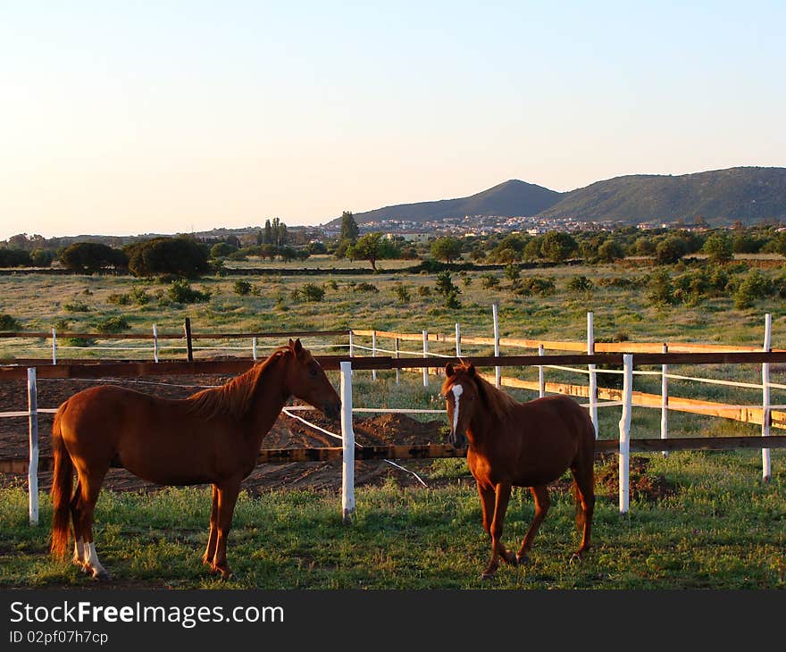 Two horses on Sardegna's countryside