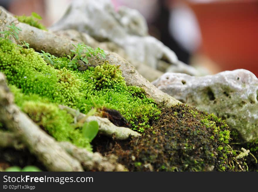 Bonsai Root