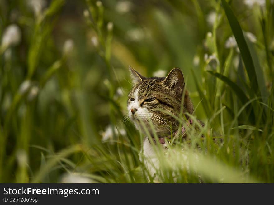 Cat in the garden