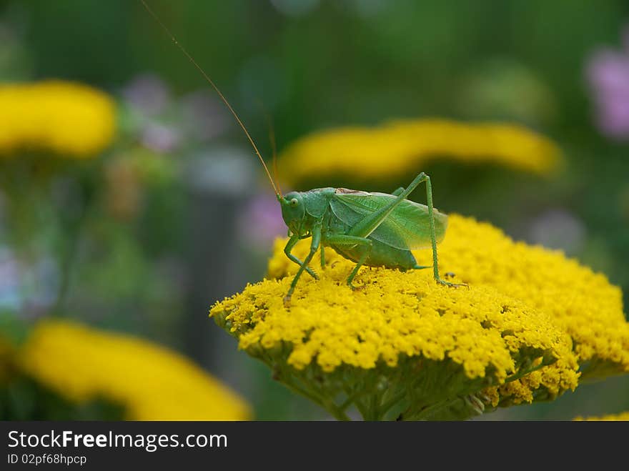 Green grasshoper on the yellow flower