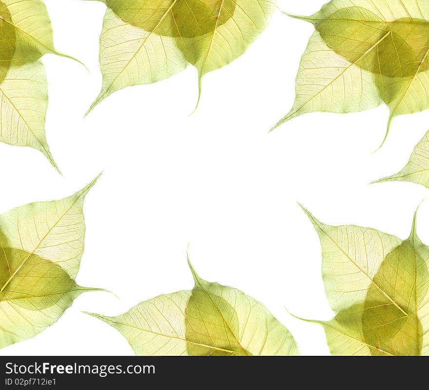 Leaves isolated on white background