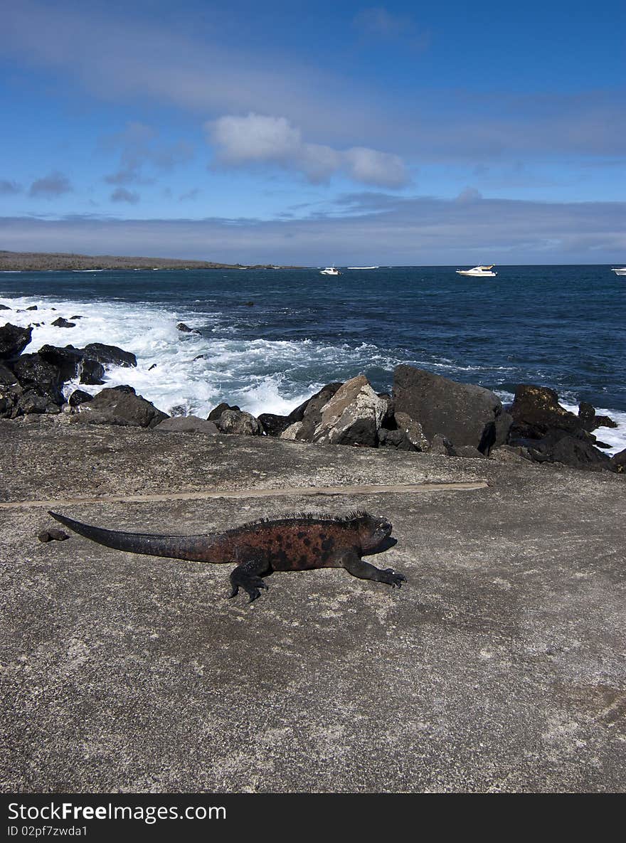 Marine Iguana - Galapagos