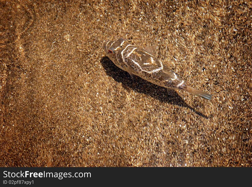 Pufferfish In The Galapagos