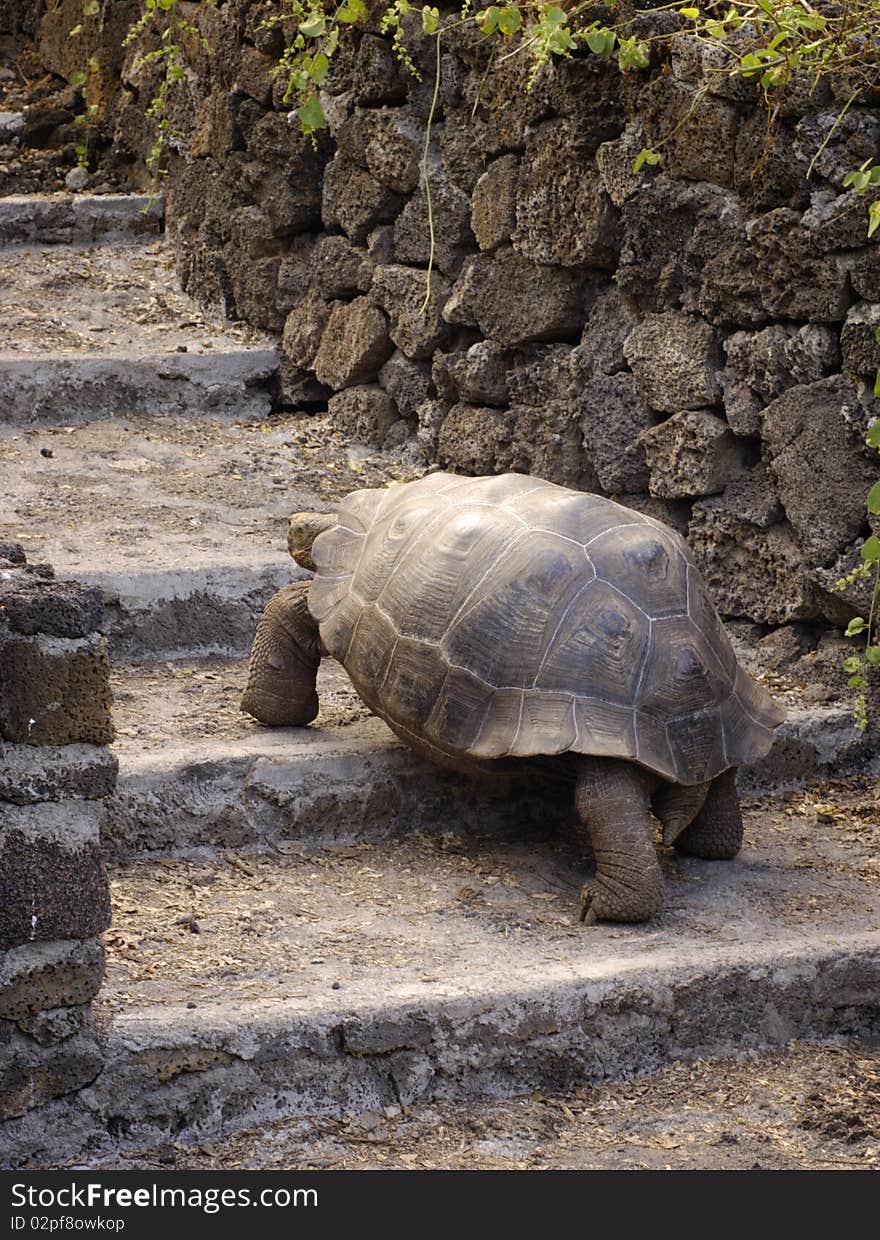 Giant Tortoise