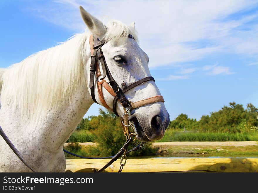 Horses grazing in the countryside