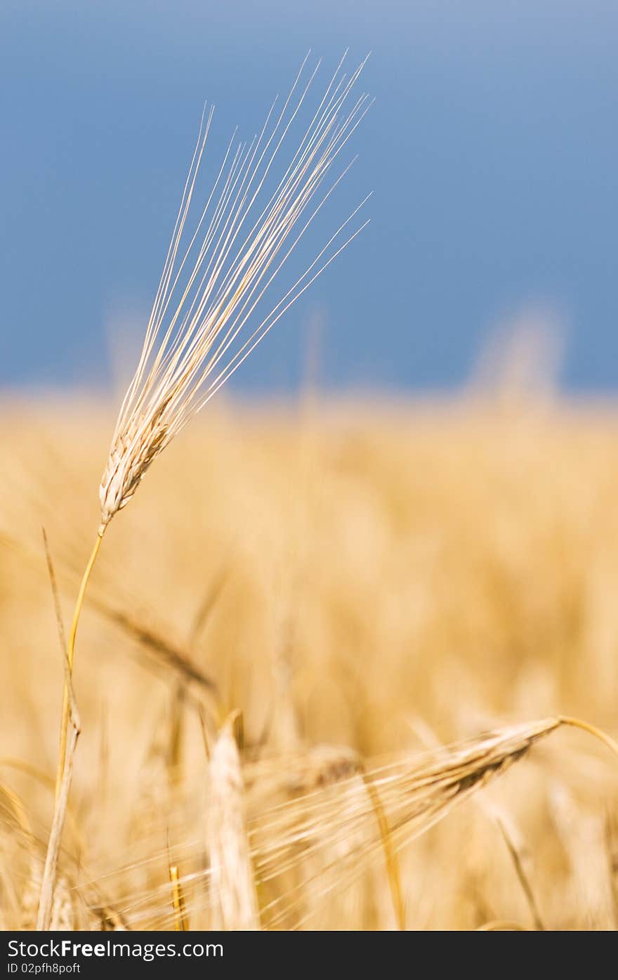 Yellow wheat field