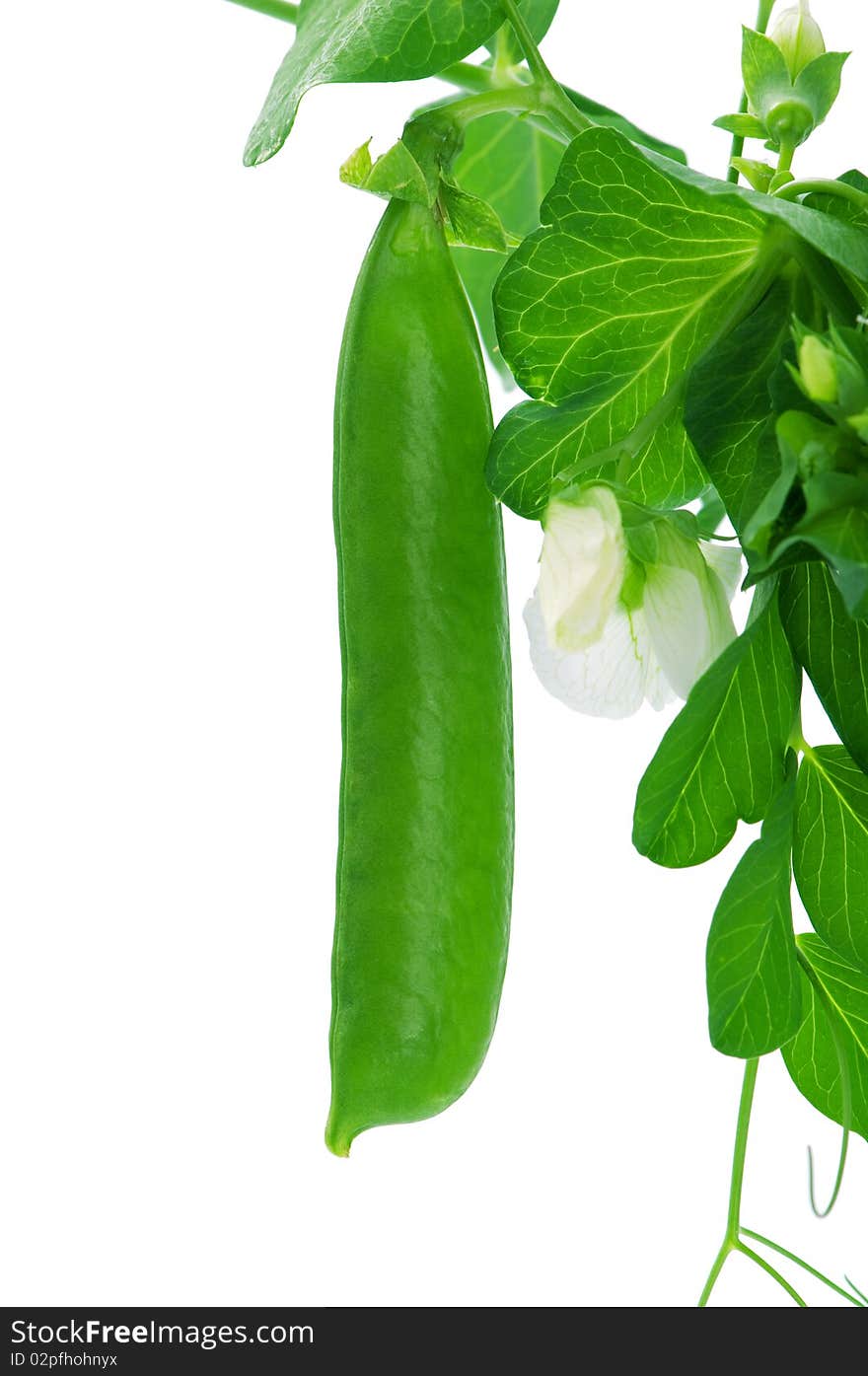 Fresh green pea pod isolated on white background