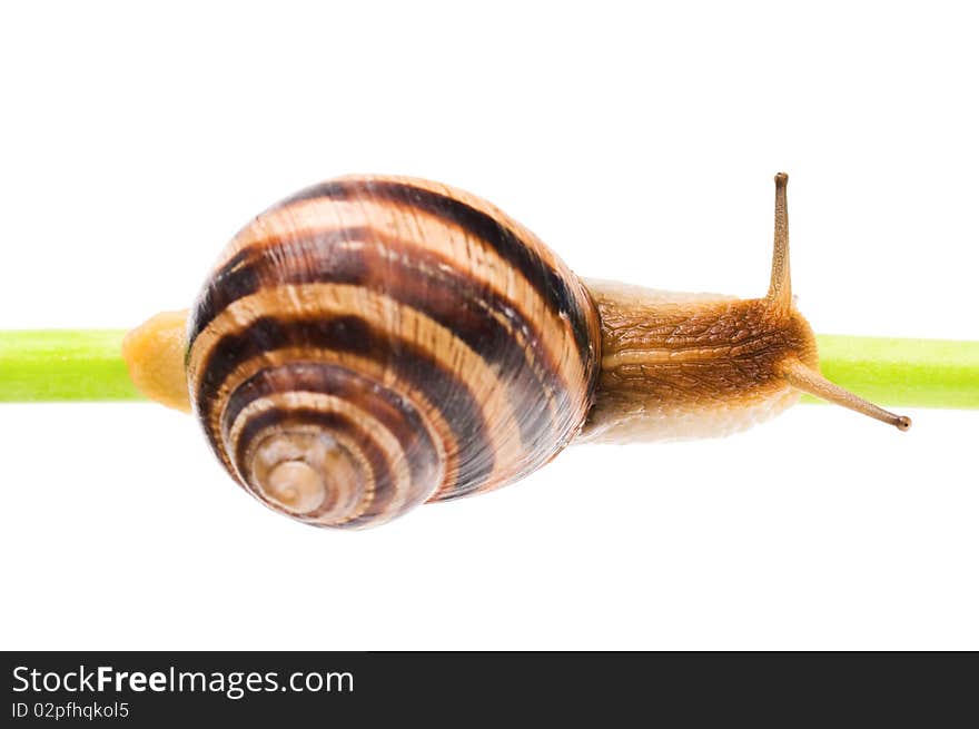 Big garden snail isolated on a white background