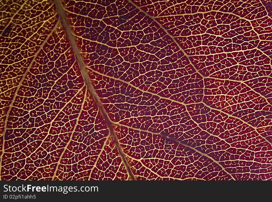 Fine image of red macro leaf texture background