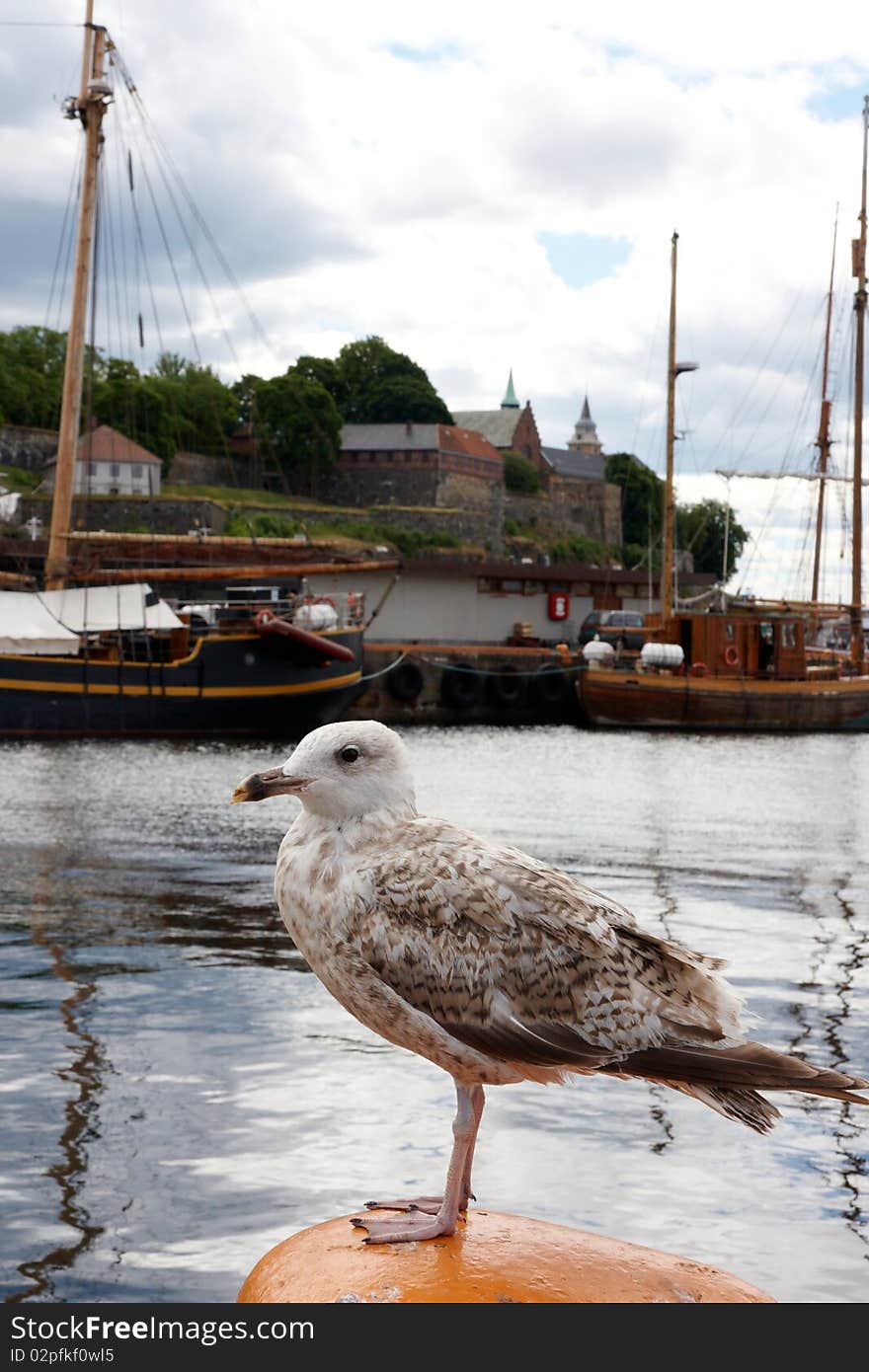 Seagull with sea and boat  as a background,image was taken in Oslo Norway