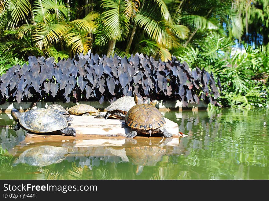 Turtles in the lake Rio de Janeiro. Turtles in the lake Rio de Janeiro.