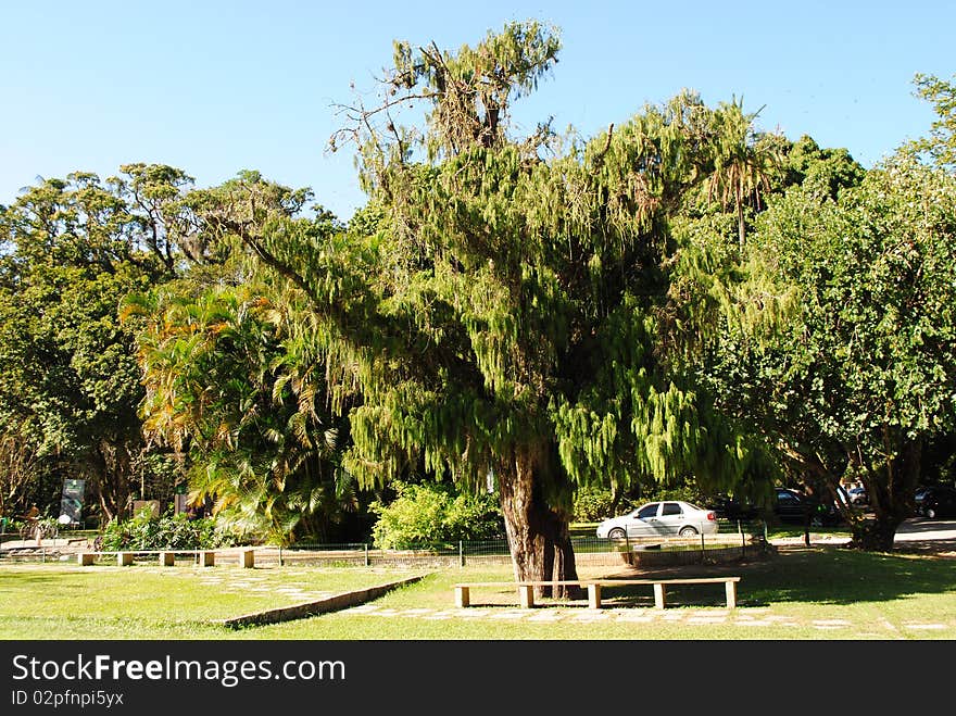 Fauna and Flora in Rio de Janeiro. Fauna and Flora in Rio de Janeiro.