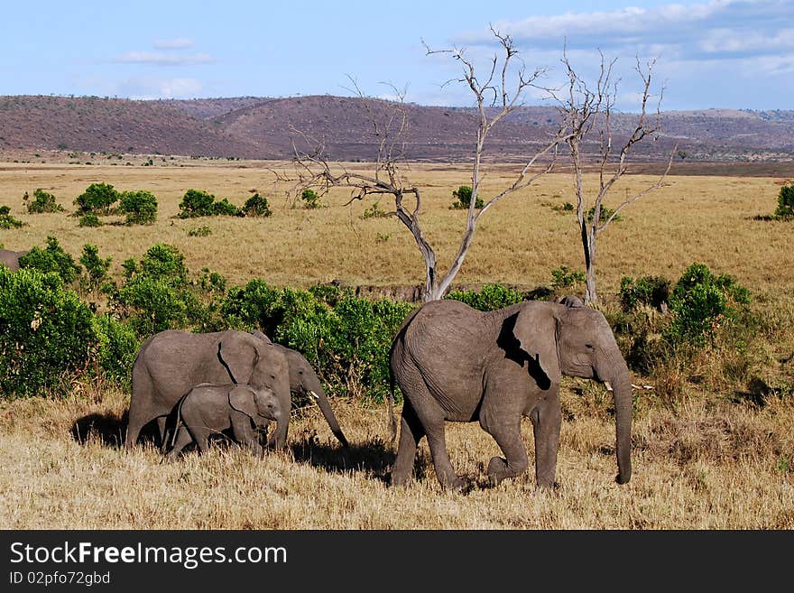 Elephant with three Babies, large African elephant with 3 different aged babies, in the beautiful golden desert with mountains in the distance on the Masai Mara National Reserve, Kenya in a safari desert. Elephant with three Babies, large African elephant with 3 different aged babies, in the beautiful golden desert with mountains in the distance on the Masai Mara National Reserve, Kenya in a safari desert.