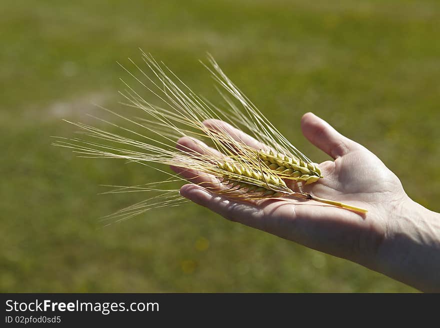 Wheat grain in hand