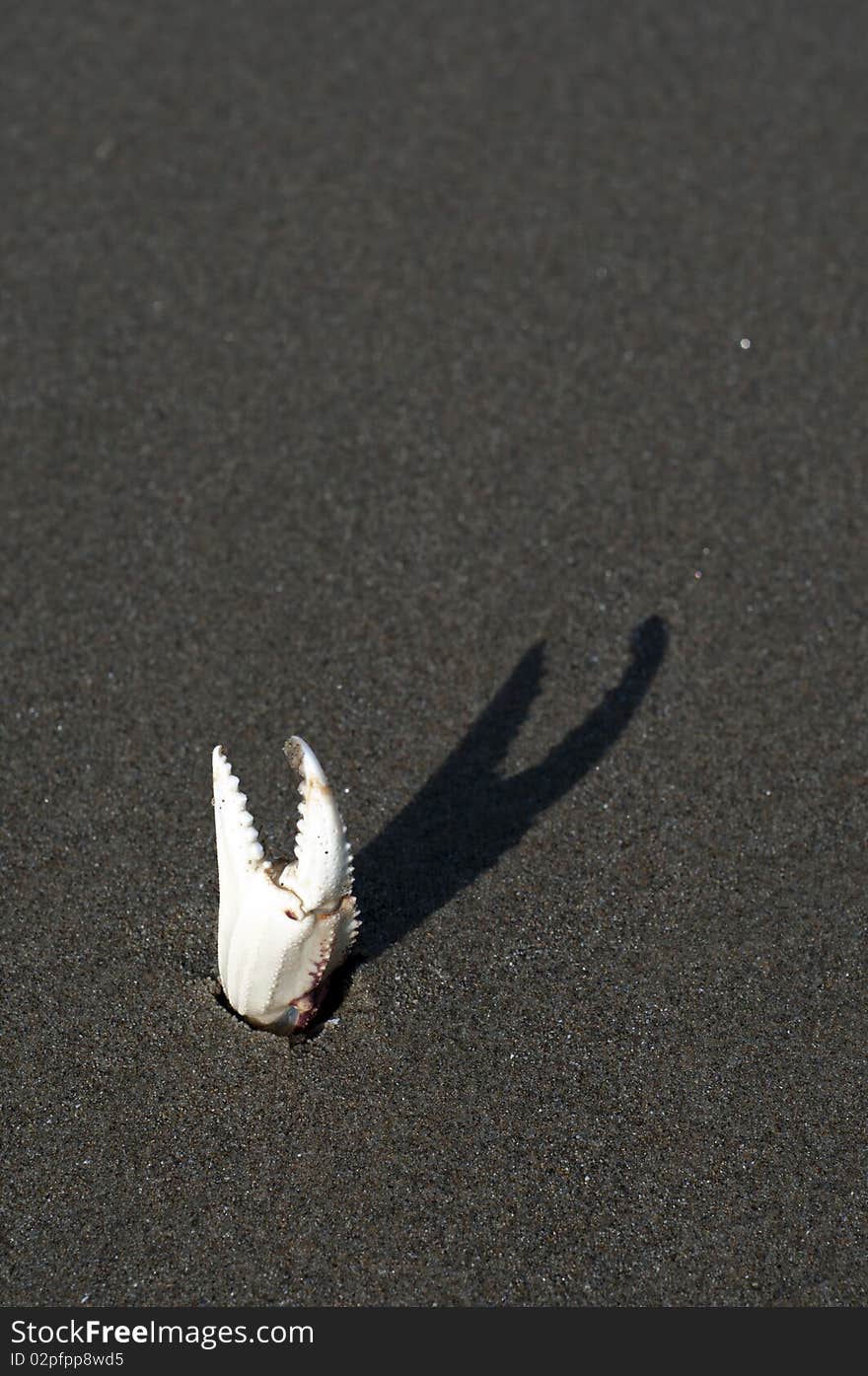 A white crab claw reaching up for life buried in the sand