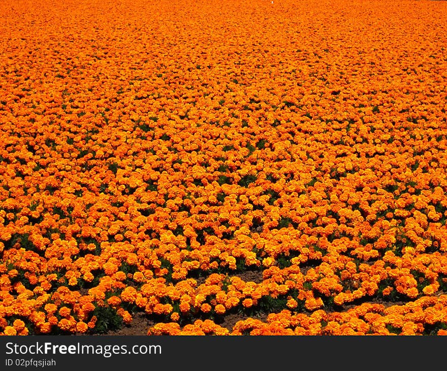 Large field of bright orange flowers. Large field of bright orange flowers