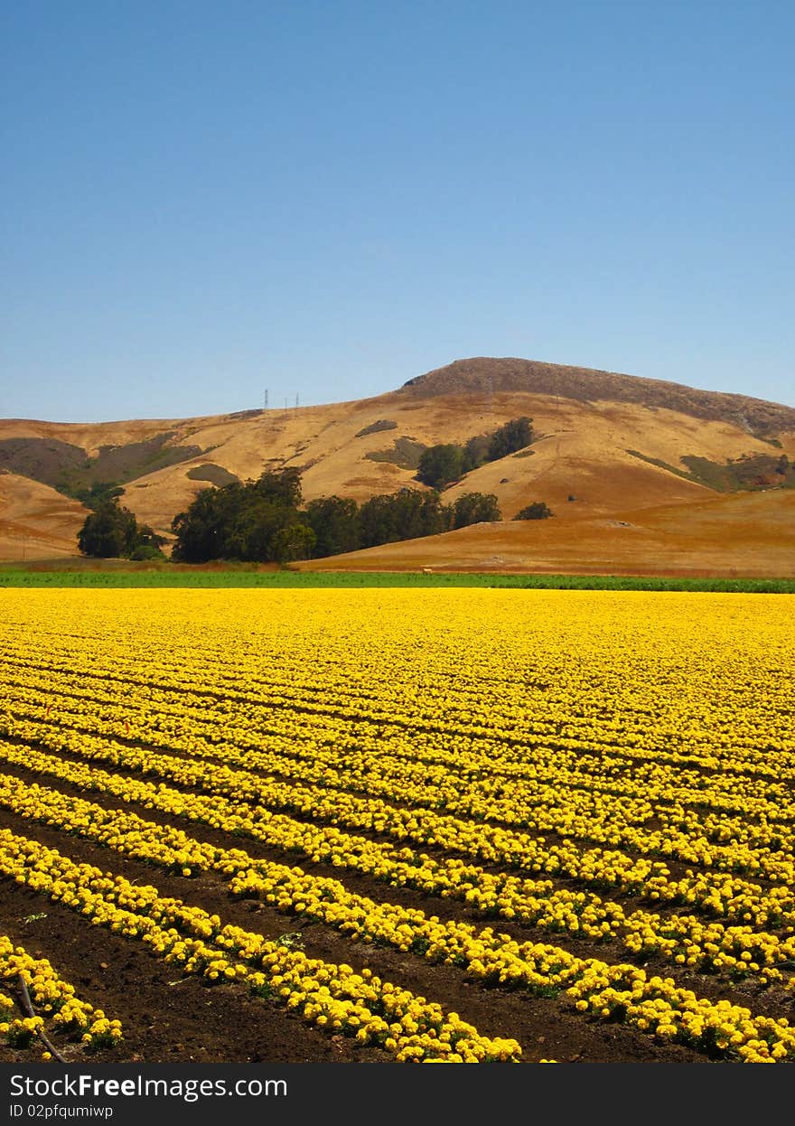 Large field of bright yellow flowers with mountain backdrop. Large field of bright yellow flowers with mountain backdrop