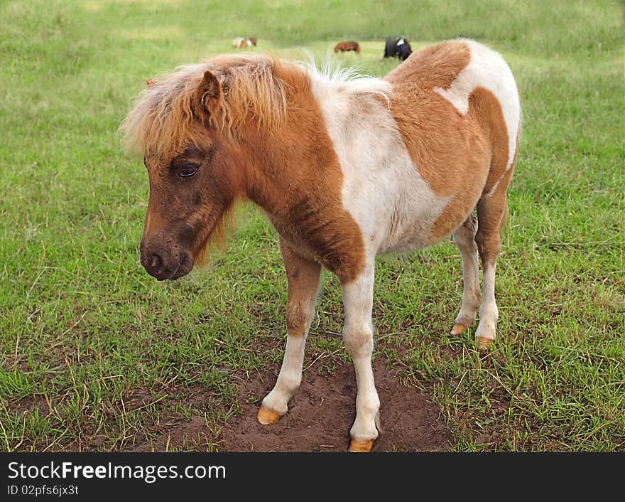 Red-white pony foal grazing in meadow