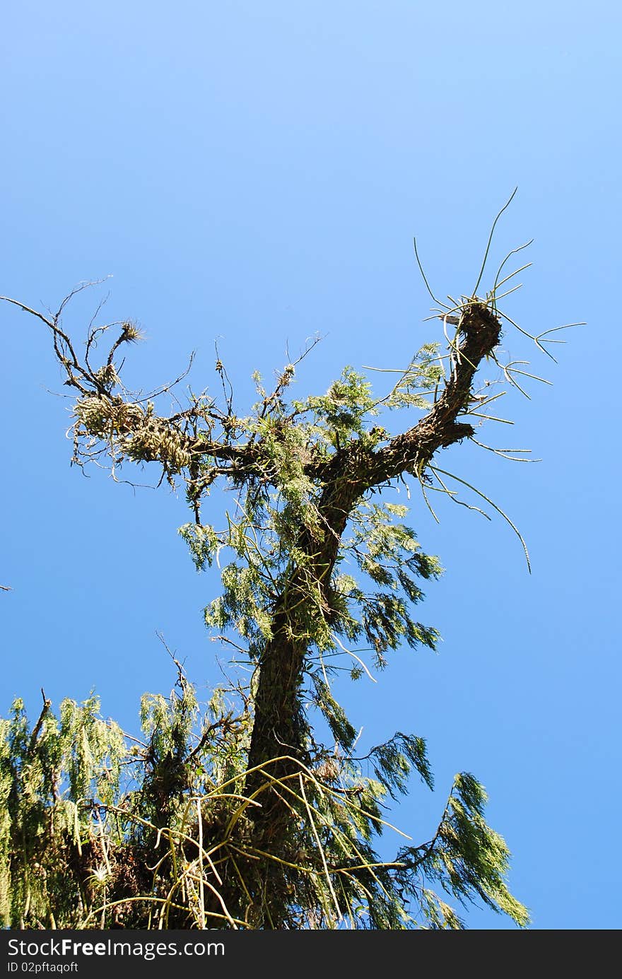 Tree and Leaves in a sunny day. Tree and Leaves in a sunny day