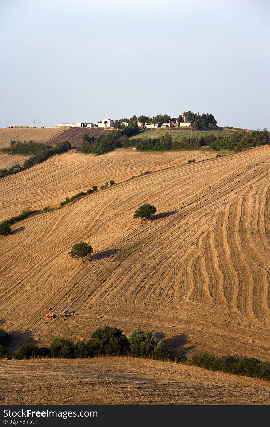 Fields cultivate to grain in campania italy. Fields cultivate to grain in campania italy