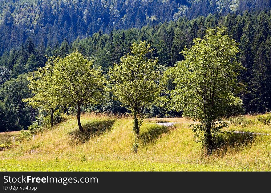 Colorful Landscape in the Black-forest, Germany