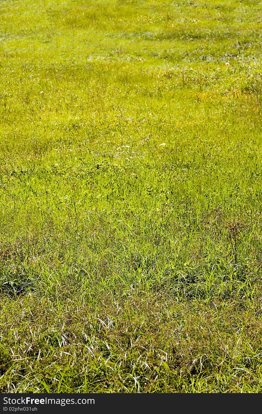 Young green  background, young grass