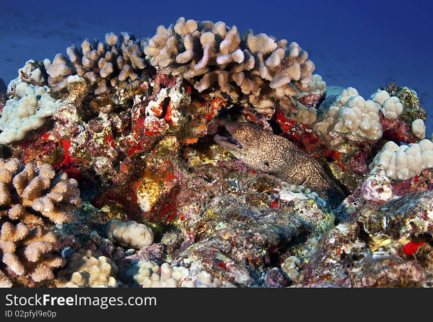 Guardian of the Reef