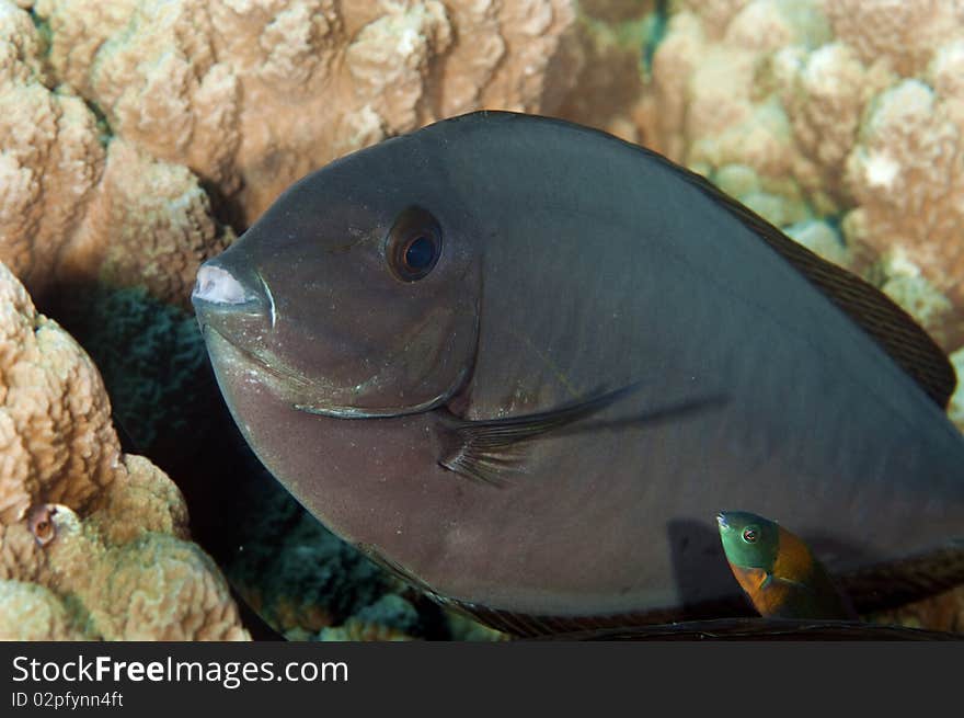 A cleaner wrasse appears to be asking whether he should check the oil. A cleaner wrasse appears to be asking whether he should check the oil.