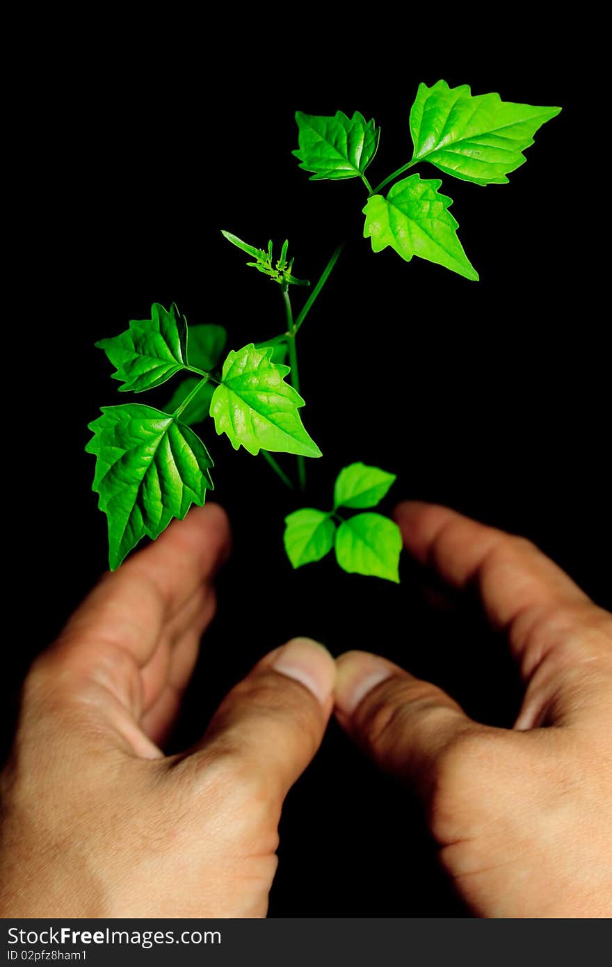 Save the earth by planting small green with our big hands. Save the earth by planting small green with our big hands.