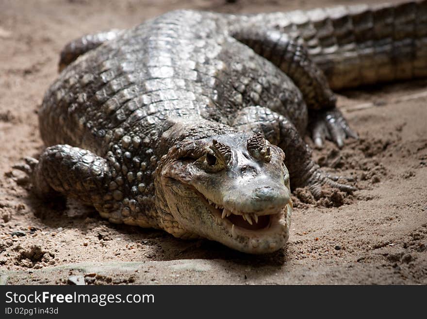 Portrait of a crocodile in a reptilarium. Portrait of a crocodile in a reptilarium