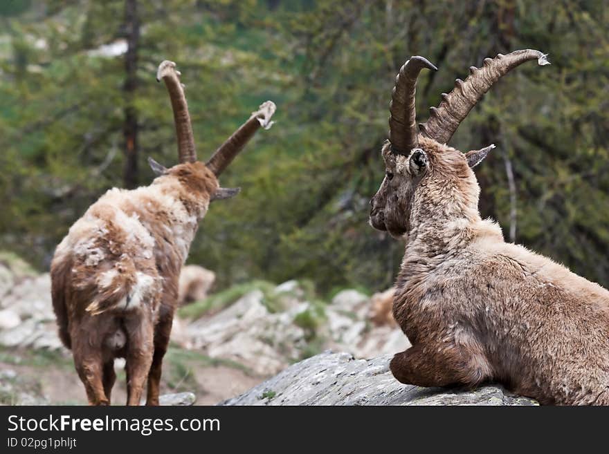 Gran Paradiso Park, Italy. Capra Ibex in May. Gran Paradiso Park, Italy. Capra Ibex in May.