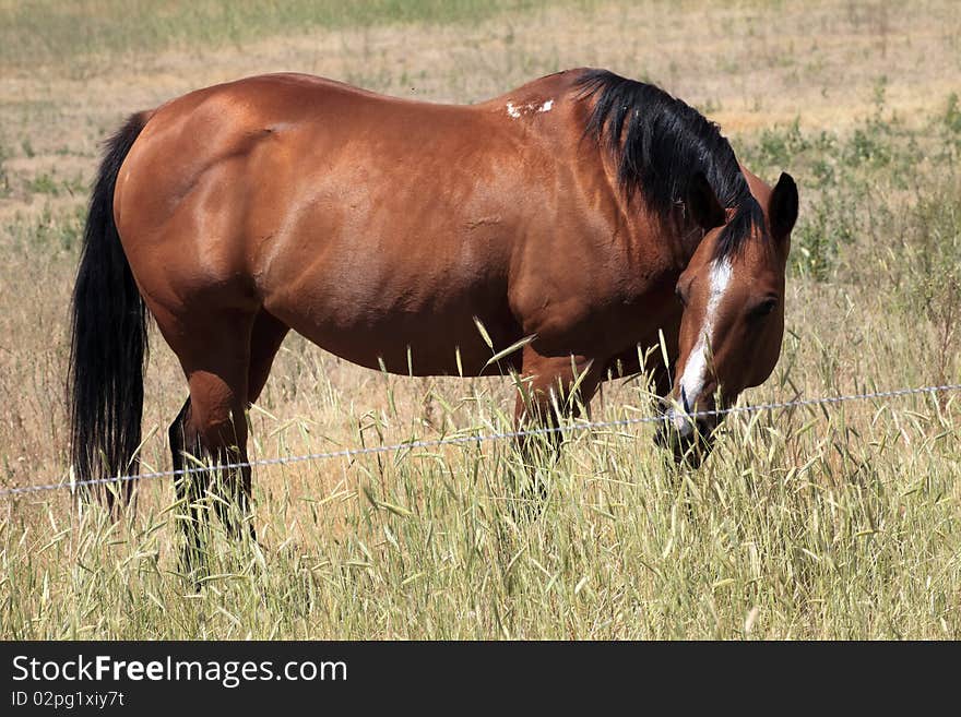 A horse grazing in a field, Washington state. A horse grazing in a field, Washington state.