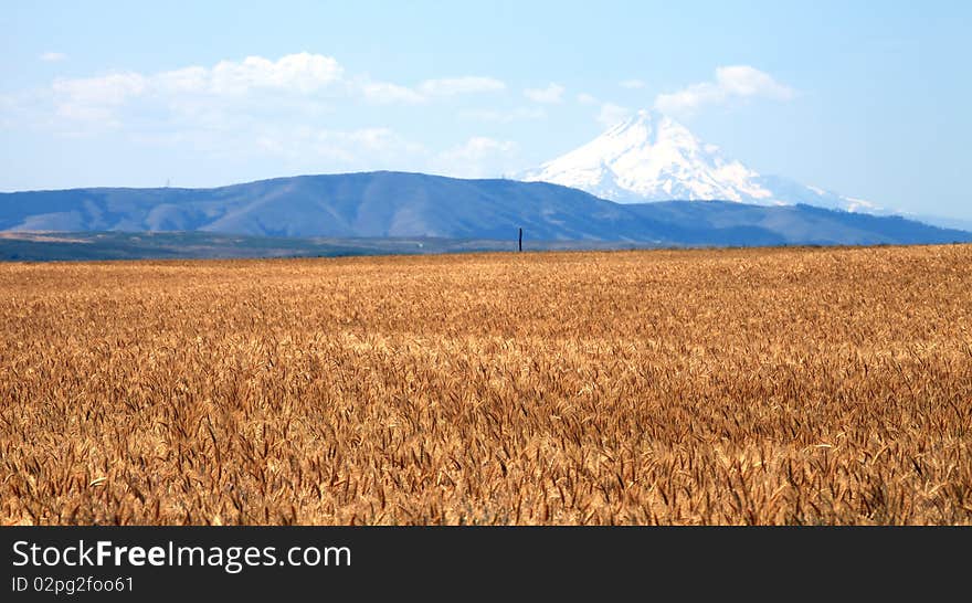 A Wheat Field & Mt. Hood.