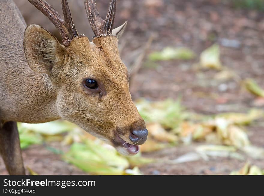 Deer Eating.