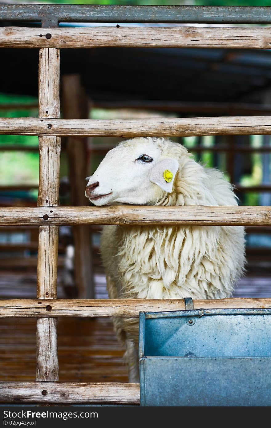 One sheep is trying to go out from the cage at farm in Ratchburee of Thailand. One sheep is trying to go out from the cage at farm in Ratchburee of Thailand