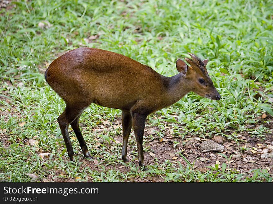 Barking deer