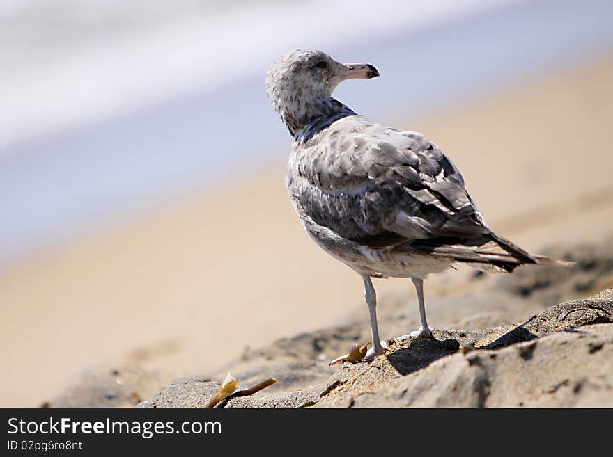 A seagull standing on the sand at the beach