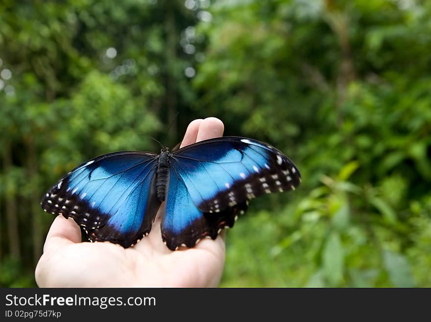 Blue Morpho butterfly on a hand