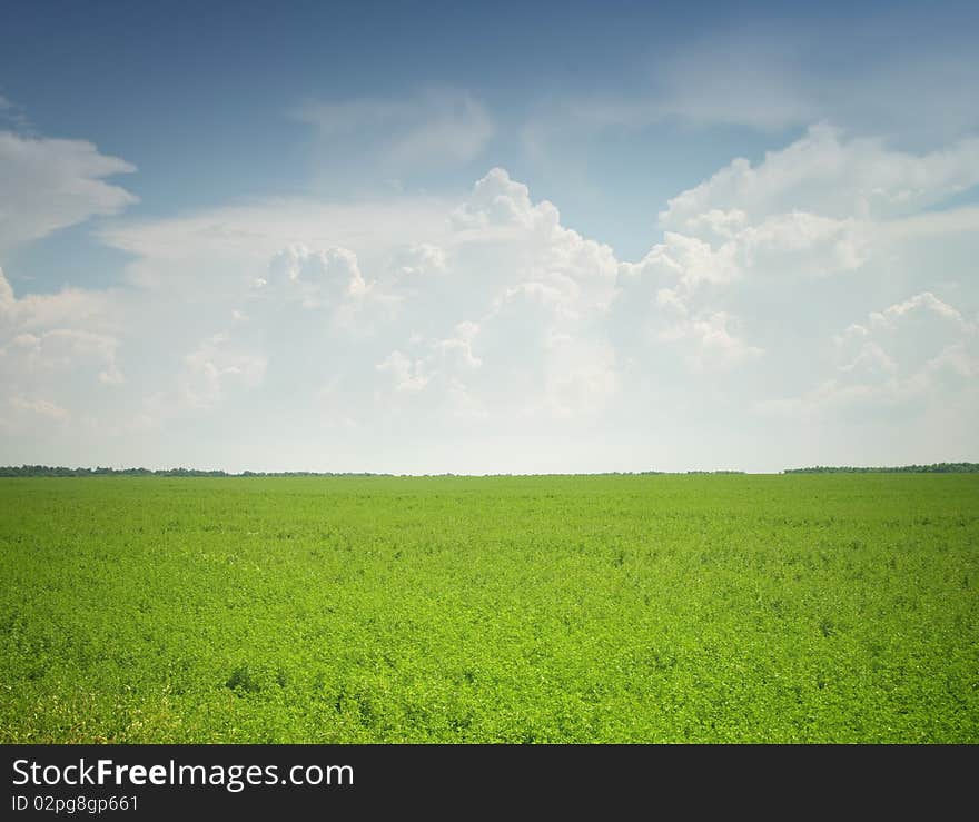 Field of grass and perfect sky