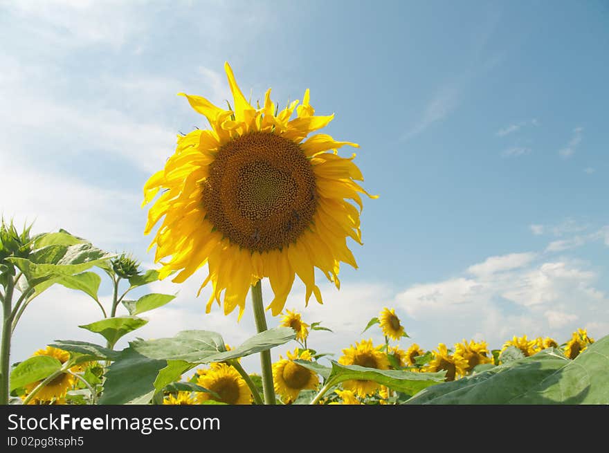 Fresh sunflower on blue sky as background