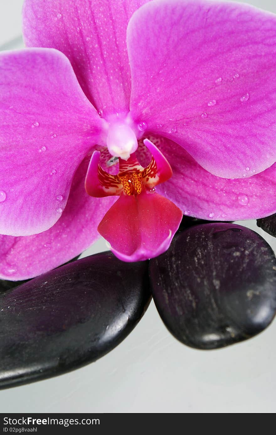 Still life with pink orchid