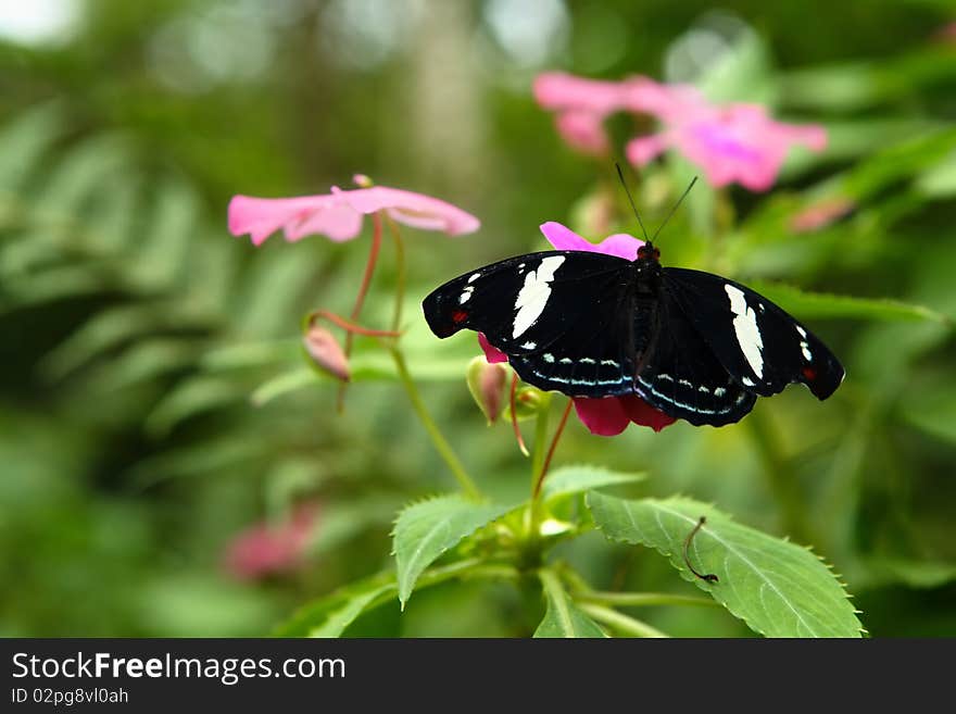 Grecian Shoemaker butterfly or Blue frosted Catone, female