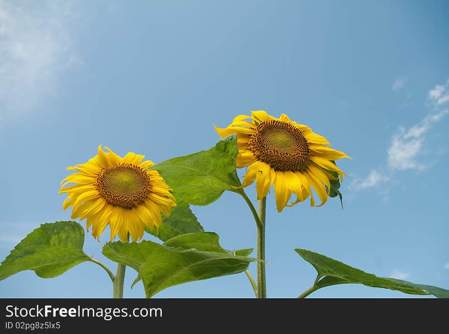 Fresh sunflower on blue sky as background