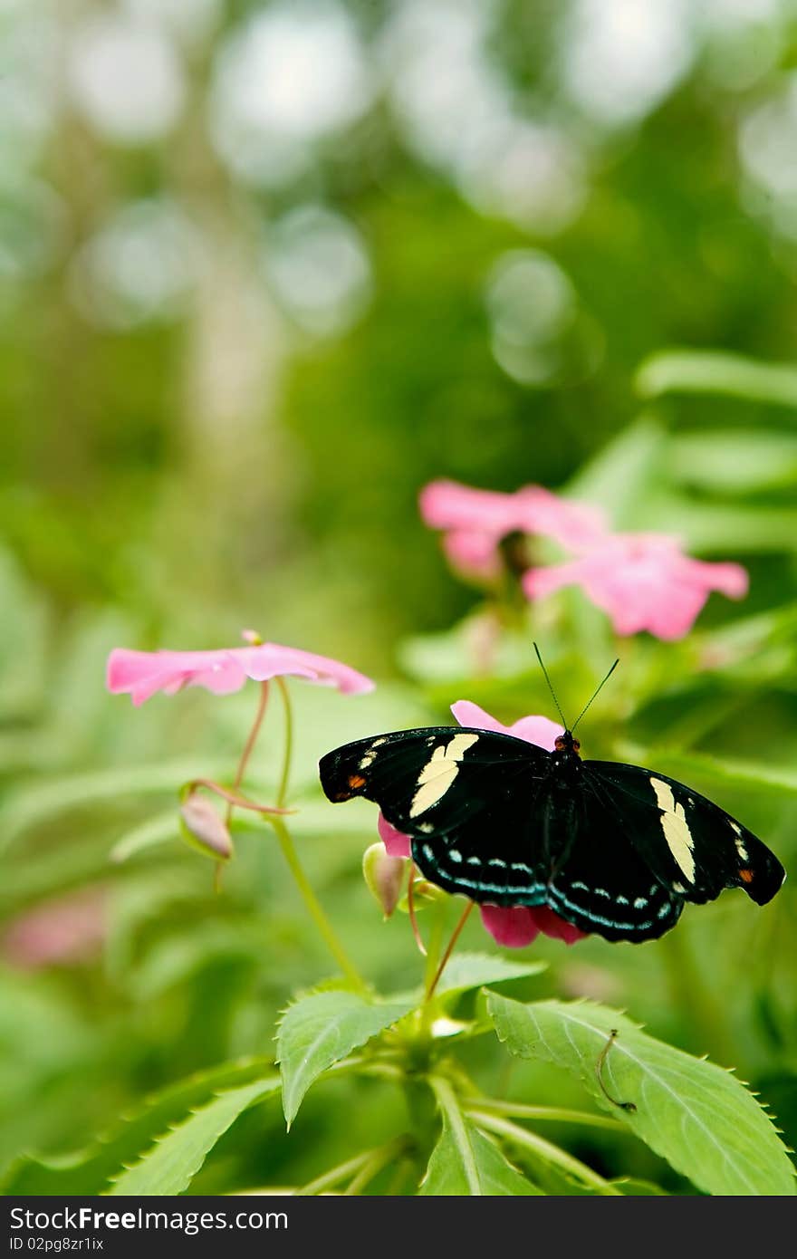 Grecian Shoemaker butterfly or Blue frosted Catone,female