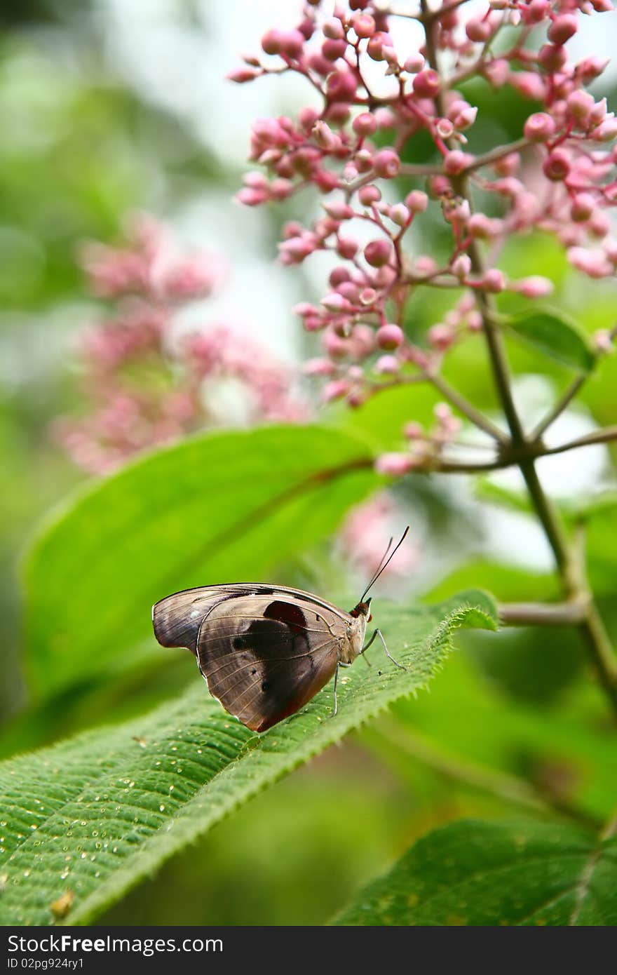 Grecian Shoemaker butterfly or Blue frosted Catone, male