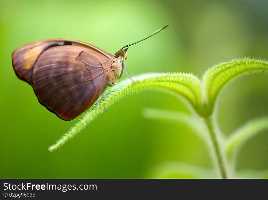 Grecian Shoemaker butterfly or Blue frosted Catone, male