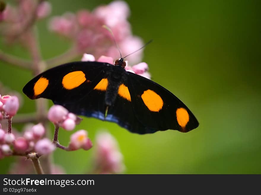 Grecian Shoemaker butterfly or Blue frosted Catone, male