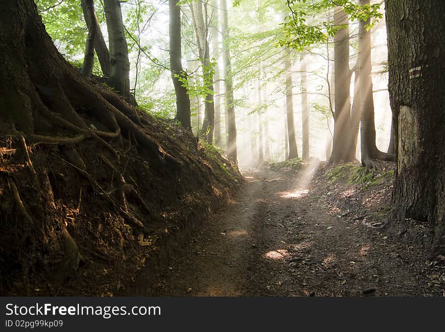 Morning sun, shining through the trees, a road through a forest with fog. Morning sun, shining through the trees, a road through a forest with fog