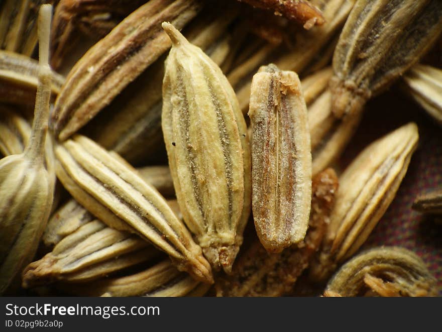 Salted Fennel macro